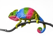 chameleon