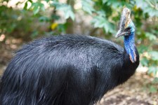 cassowary
