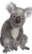 koala